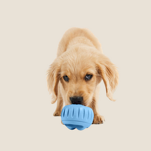 Woof Pet - Blue Pupsicle